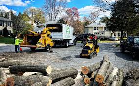 Best Tree Maintenance Programs  in Snellville, GA